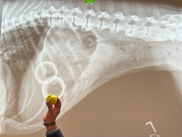 Prof. Dr. Kircher mit einem Tennisball