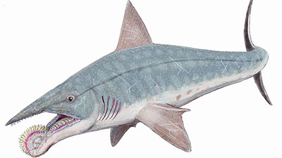 Helicoprion