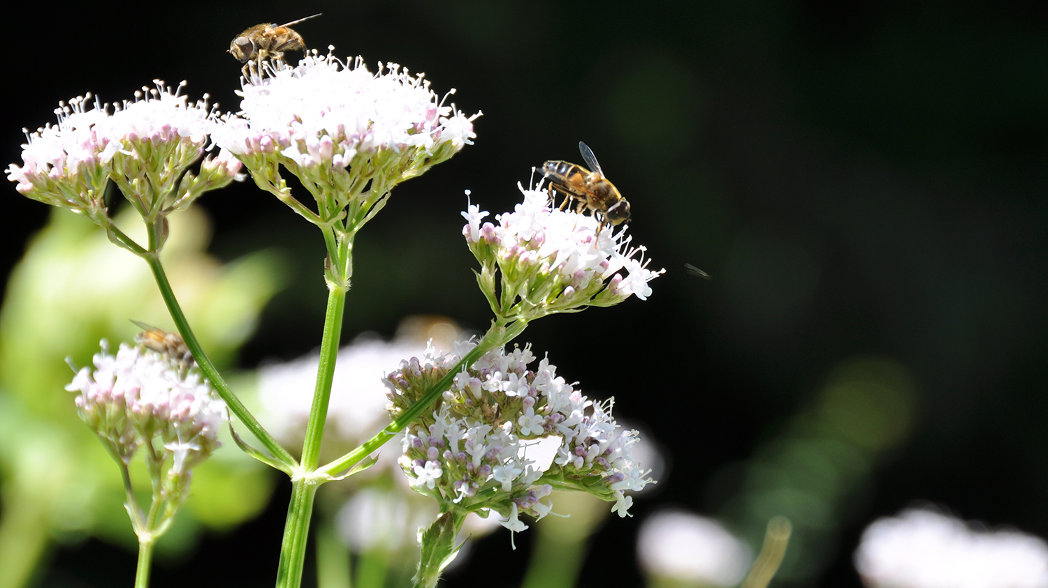 Wiese mit Bienen