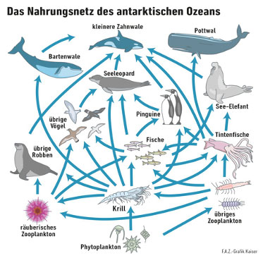 Uzh Kinder Universitat Zurich Der Ruckkopplungseffekt Zerstort Den Lebensraum Der Eisbaren Und Anderer Tiere