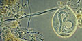 Mikroorganismus